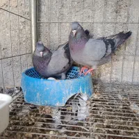 دوتا نر سبز آبادانی با یکی ماده