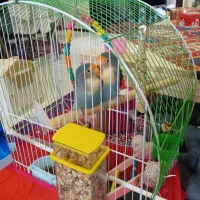 فروش یک عددطوطی برزیلی همراه با وسایل کامل