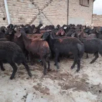 گوسفندشیشک بره ماده