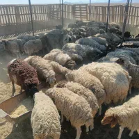 میش بز بره بزغاله فروشی
