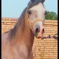 کره نریون عرب مصری صورت دار زیبا