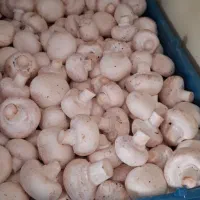 قارچ درجه یک درشت