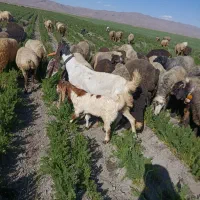 بز گلابی|حیوانات مزرعه|حسن آباد, |دیوار
