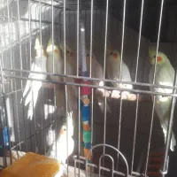 جوجه عروس هلندی چهار ماهه