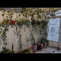 پتوس بلند