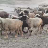 تعداد ۱۵۰ راس گوسفند به فروش میرسد