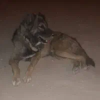سگ قهدرجونی