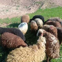 بره نروماده پایه پروار