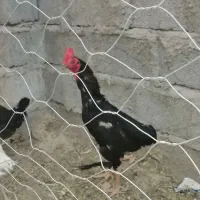 خروس فروشی