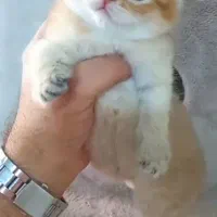 واگذاری گربه قیمت مناسب