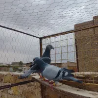 کبوتر سبزوسوسکی کرباتی سبز نر