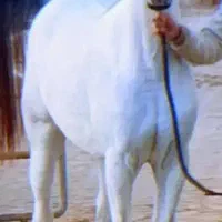 کارگر برای باشگاه اسب