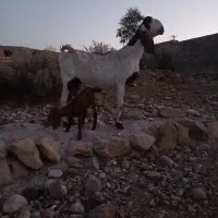 باسلام تعداد۲۵عددبزپاکستانی کهره داربه فروش میرسد