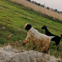 پازن|حیوانات مزرعه|بهبهان, |دیوار