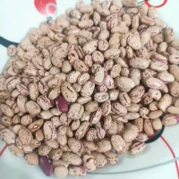 لوبیا چیتی تخمی درجه یک اعلا جهت کاشت