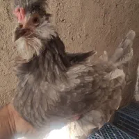 مرغ و خروس گلین طوسی