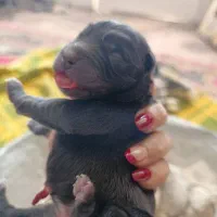 سگ چاو چاو|سگ|نجف‌آباد, گلدشت|دیوار