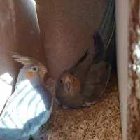 دو جفت عروس هلندی با ۸ تا تخم