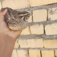 بلدرچین ماده