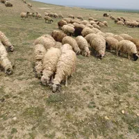 بره نر