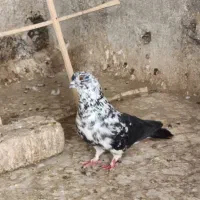 کبوتر