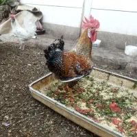 خروس