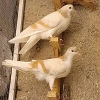 فروشی ۱۰عدد یکجا