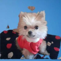 پامر عروسکی فسقلی