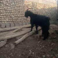 قروشی