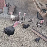 فروش شش بوقلمون سالم و سرحال، شهر زرنه