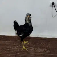 مرغ گلین فول