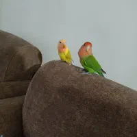 طوطی|پرنده|رشت, معلم|دیوار