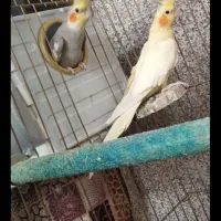 عروس هلندی جفت خورده