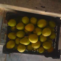 گلابی ارگانیک