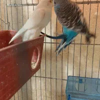 مرغ عشق
