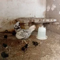 مرغ گلین با جوجه