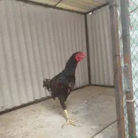 خروس لاری