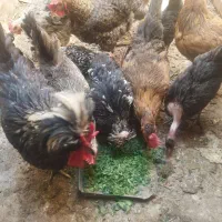 مرغ وخروس محلی ونژاد دار