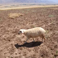 بره ماده