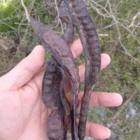 للکی ،خوراک دام