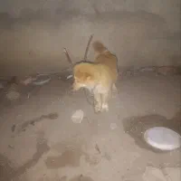سگ باکوتاه حرف گوش کن وبی صدا