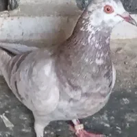 پرنده کبوتر