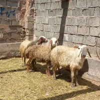 ۳راس میش ابستن ۱بره ماده