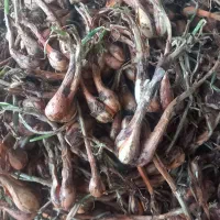 پیازچه محلی خبج