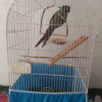 پرنده سخنگو،گرینچیک