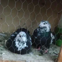 کبوتر
