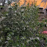 باغبان با تجربه