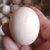 تخم مرغ تَرَک دار/نوکی شکسته / ماژیکی