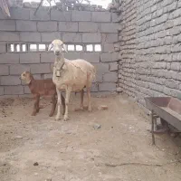 یک میش چینی با بره ماده خوشکل