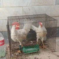 مرغ و خروس سفید
